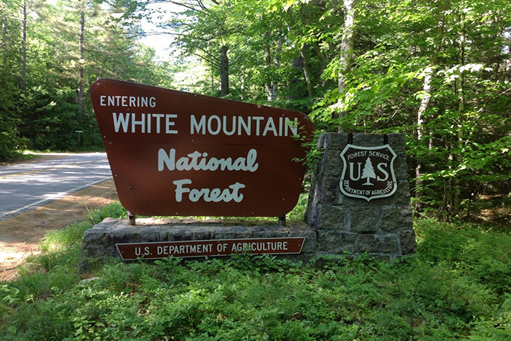 White Mountain Forest